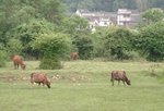 20 田園風光