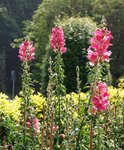 11 大埔滘公園鮮花盛放