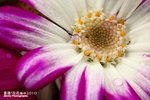 FFlower-2010-L1