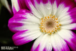 FFlower-2010-L2