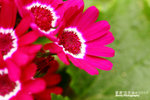 FFlower-2010-L3