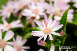 FFlower-2010-L4