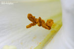 FFlower-2010-L5