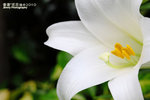 FFlower-2010-L6