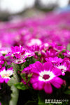 FFlower-2010-L7