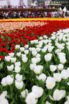 FFlower-2010-L8