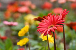 IMG_7144a