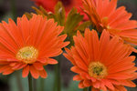 IMG_7184a