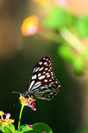 mIMG_1911