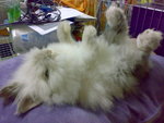 20080322535