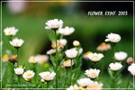 FlowerExpo-05