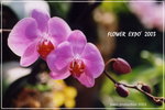 FlowerExpo-06
