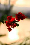 IMG_6251