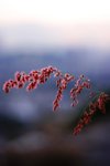 IMG_6424