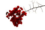 Canon75-300mm2ndTest_003