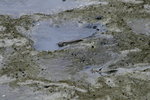 Canon75-300mm2ndTest_006