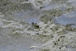 Canon75-300mm2ndTest_007