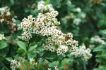 Canon75-300mm2ndTest_008