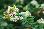 Canon75-300mm2ndTest_010