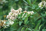 Canon75-300mm2ndTest_011