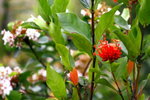Canon75-300mm2ndTest_012