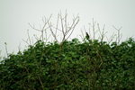 Canon75-300mm2ndTest_014