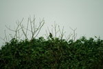 Canon75-300mm2ndTest_015