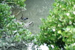 Canon75-300mm2ndTest_016