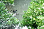 Canon75-300mm2ndTest_017