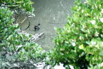Canon75-300mm2ndTest_018