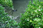 Canon75-300mm2ndTest_019