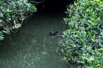 Canon75-300mm2ndTest_025