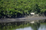 HKWetLand_June07_023