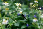 HKWetLand_June07_038