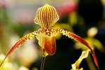 OrchidShow07_040