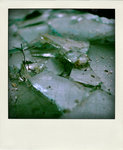 DSC_4315-pola