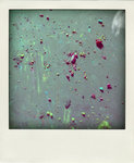 DSC_4233-pola