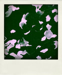 DSC_4329-pola
