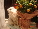 DSC00008