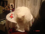 DSC00007