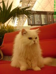 The Terminal Cat
DSC00103