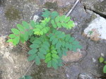 P1030607