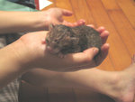 2006-05-23 IMG_1737-a