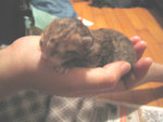 2006-05-23 IMG_1738-a