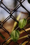 IMG_7234