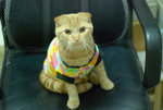 DSC_00720063