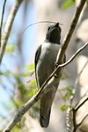 009 Madagascar Cuckoo-shrike