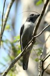 010 Madagascar Cuckoo-shrike