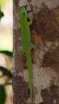 023 Phelsuma Giant day Gecko