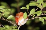 053 Madagascar Pygmy Kingfisher